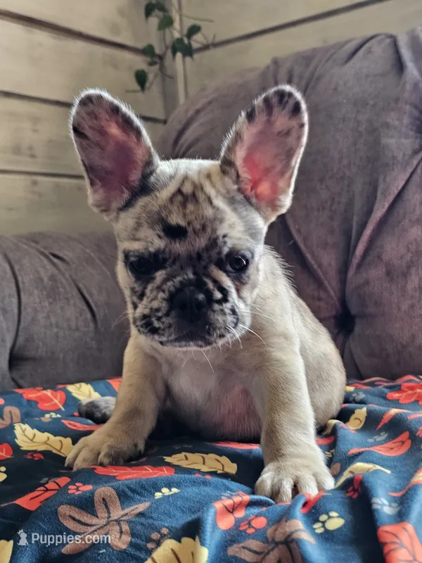 Meadow – French Bulldog puppy for sale in Jamesport, MO