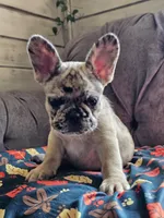 Meadow, a female French Bulldog for sale in Jamesport, MO – 1 of 6