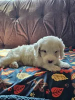 Nautical , a male Cavapoo for sale in Jamesport, MO – 3 of 6