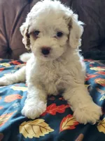 Nori, a female Cavapoo for sale in Jamesport, MO – 2 of 7