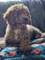 Indigo, a male Cavapoo for sale in Jamesport, MO – 4 of 5
