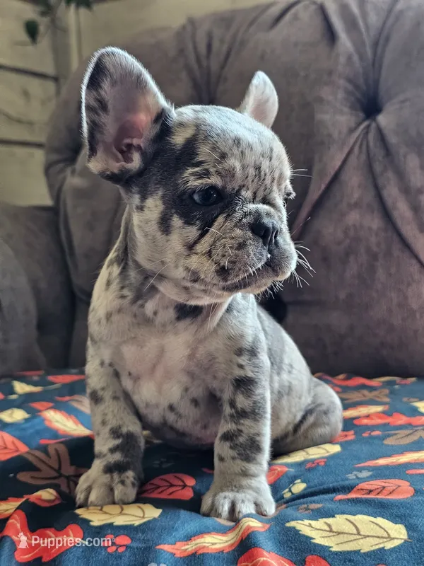 Mango – French Bulldog puppy for sale in Jamesport, MO