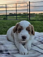 Ivory , a female Cavapoo for sale in Jamesport, MO – 3 of 3