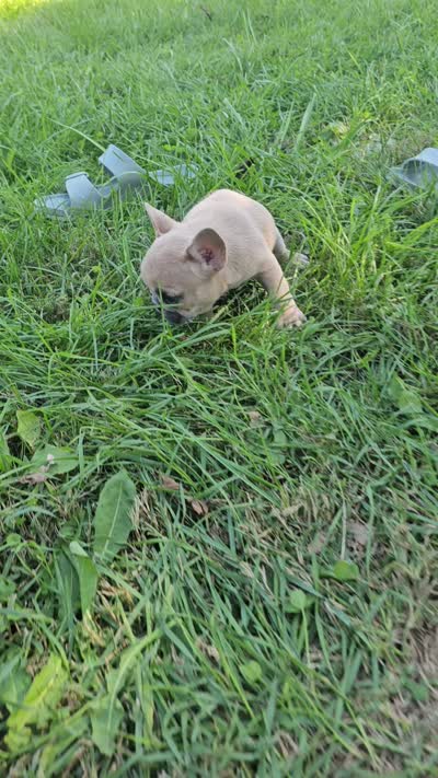 Poppy , a female French Bulldog for sale in Jamesport, MO – 6 of 6