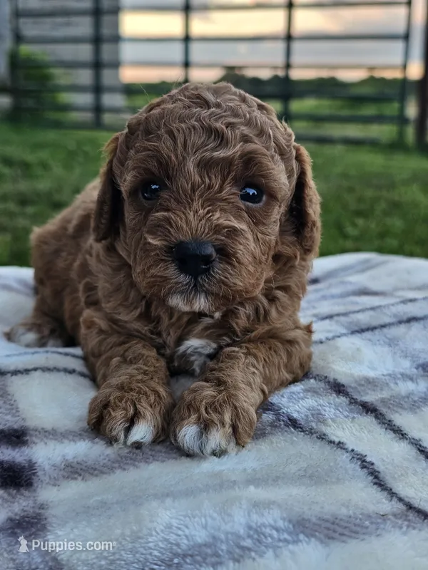 Isla – Cavapoo puppy for sale in Jamesport, MO