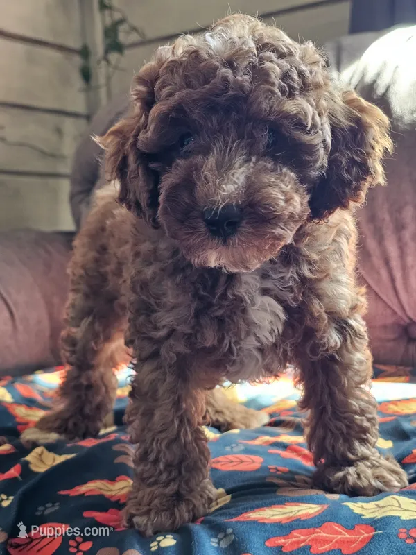 Lake – Cavapoo puppy for sale in Jamesport, MO