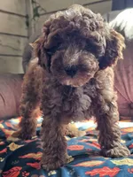 Lake, a male Cavapoo for sale in Jamesport, MO – 1 of 6