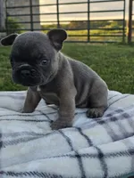 Gator, a male French Bulldog for sale in Jamesport, MO – 3 of 4