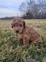 Alaska , a female Cavapoo for sale in Jamesport, MO – Photo 3 of 4