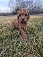 Alaska , a female Cavapoo for sale in Jamesport, MO – Photo 1 of 4