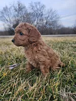 Alaska , a female Cavapoo for sale in Jamesport, MO – Photo 2 of 4