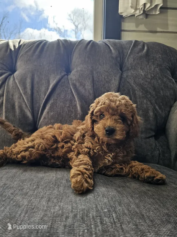 Alaska  – Cavapoo puppy for sale in Jamesport, MO