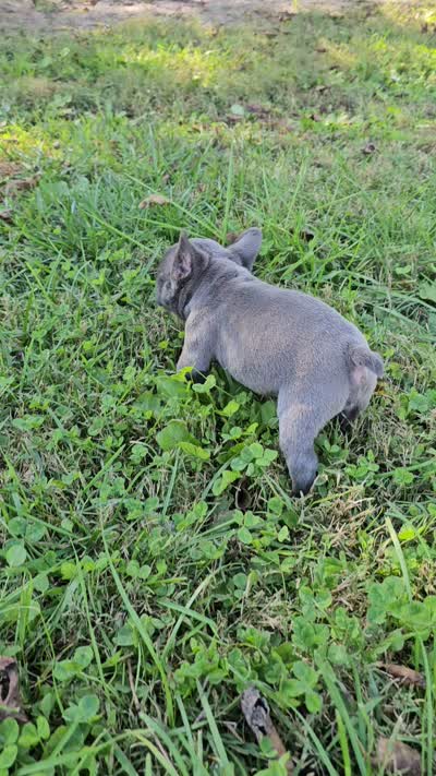 Pippin, a male French Bulldog for sale in Jamesport, MO – 5 of 5
