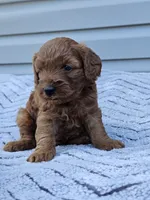 June, a female Cavapoo for sale in Jamesport, MO – 4 of 4