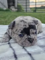 Haven, a female French Bulldog for sale in Jamesport, MO – 2 of 3