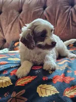Nellie, a female Cavapoo for sale in Jamesport, MO – 3 of 5