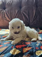 Nilla, a female Cavapoo for sale in Jamesport, MO – 2 of 5