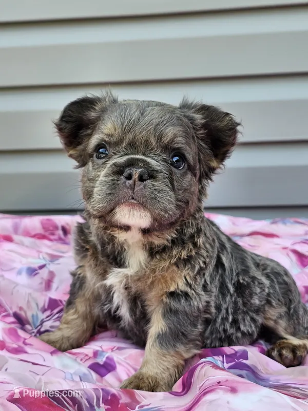 Calla – French Bulldog puppy for sale in Jamesport, MO