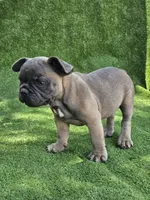 Gator, a male French Bulldog for sale in Jamesport, MO – 4 of 5