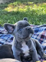 Patch, a male French Bulldog for sale in Jamesport, MO – 3 of 5