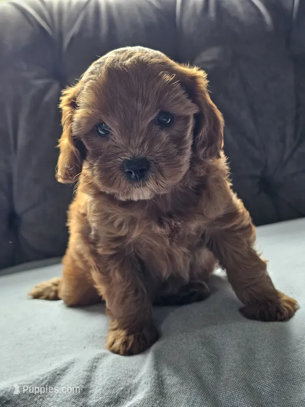 Luna – Cavapoo puppy for sale in Jamesport, MO