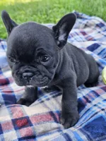 Pine, a male French Bulldog for sale in Jamesport, MO – 4 of 5