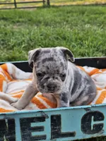 Malibu, a male French Bulldog for sale in Jamesport, MO – 3 of 5