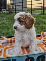 Ivory, a female Cavapoo for sale in Jamesport, MO – 3 of 5