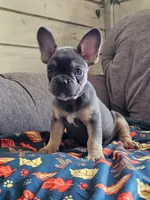 Marina, a female French Bulldog for sale in Jamesport, MO – 5 of 8