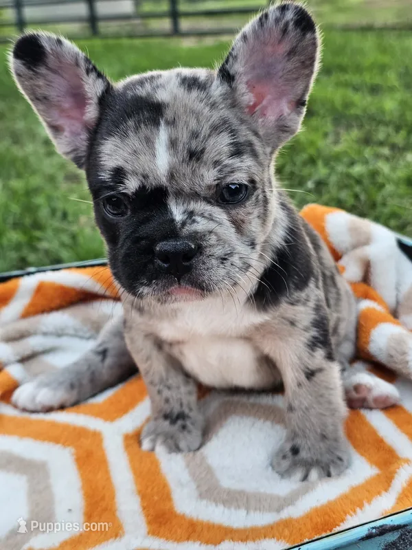 Harbor – French Bulldog puppy for sale in Jamesport, MO