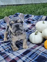 Quarter , a male French Bulldog for sale in Jamesport, MO – 2 of 5