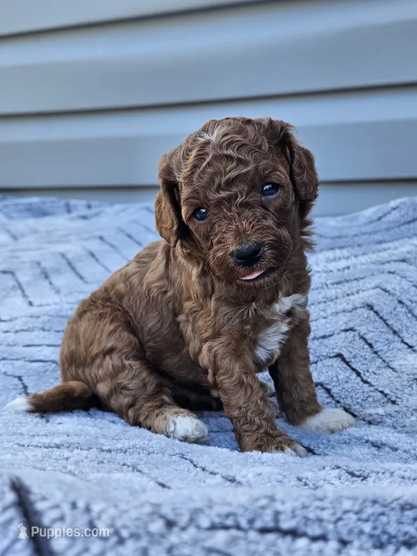 Koda – Cavapoo puppy for sale in Jamesport, MO