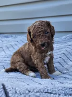 Koda, a male Cavapoo for sale in Jamesport, MO – 1 of 4