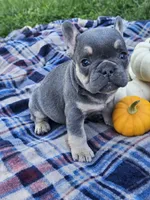 Qutie, a female French Bulldog for sale in Jamesport, MO – 4 of 5