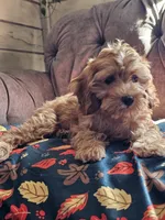 Koko , a female Cavapoo for sale in Jamesport, MO – 4 of 6