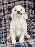 Nilla, a female Cavapoo for sale in Jamesport, MO – 4 of 5