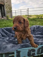 Elio , a male Cavapoo for sale in Jamesport, MO – 2 of 5