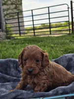 Elio , a male Cavapoo for sale in Jamesport, MO – 1 of 5