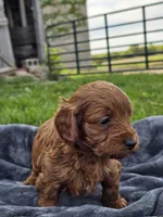 Elio , a male Cavapoo for sale in Jamesport, MO – 4 of 5