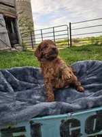 Elio , a male Cavapoo for sale in Jamesport, MO – 3 of 5