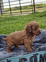 Elio , a male Cavapoo for sale in Jamesport, MO – 5 of 5
