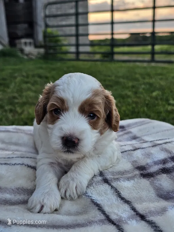 Ivory  – Cavapoo puppy for sale in Jamesport, MO