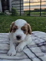 Ivory , a female Cavapoo for sale in Jamesport, MO – 1 of 3