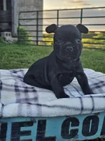 Gus, a male French Bulldog for sale in Jamesport, MO – 2 of 4