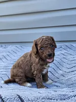 Koda, a male Cavapoo for sale in Jamesport, MO – 2 of 4