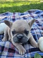 Poppy , a female French Bulldog for sale in Jamesport, MO – 2 of 6