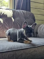Marina, a female French Bulldog for sale in Jamesport, MO – 6 of 8