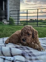 Isla, a female Cavapoo for sale in Jamesport, MO – 2 of 3