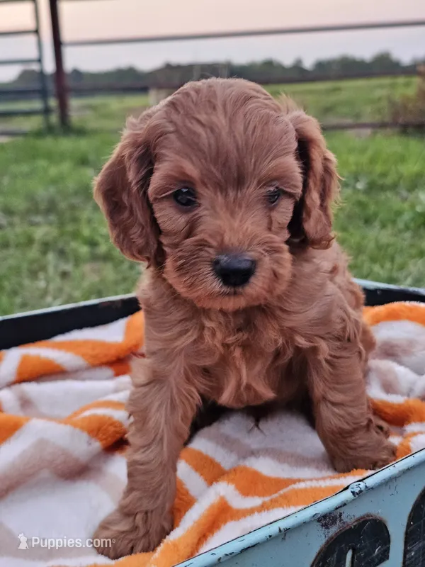 Kia – Cavapoo puppy for sale in Jamesport, MO