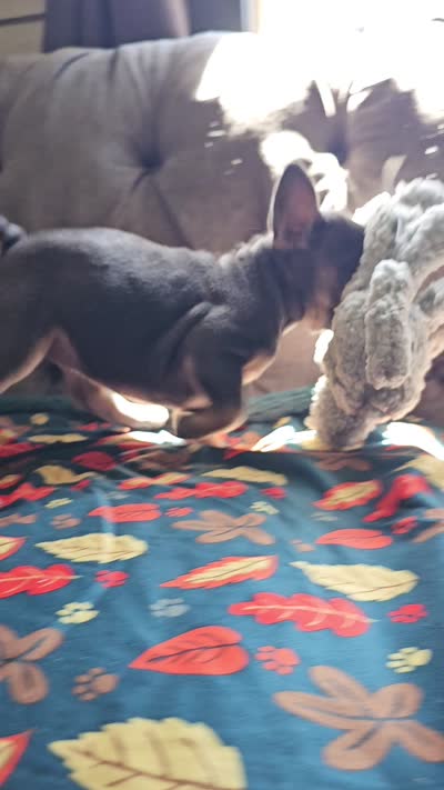 Marina, a female French Bulldog for sale in Jamesport, MO – 8 of 8